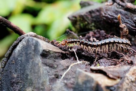 Close Up Of A Centipede