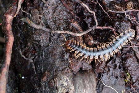 Close Up Of A Centipedeの写真素材