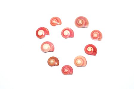 Seashells On A White Backgroundの写真素材