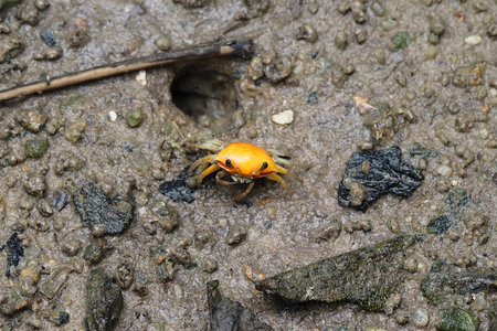 Portrait of a Yellow Mangrove Crabの写真素材