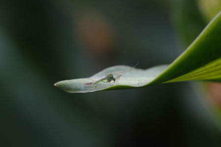 Close Up Of A Mosquitoの写真素材