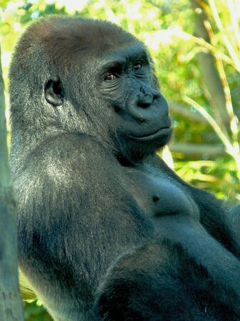 Gorilla at San Diego Zoo