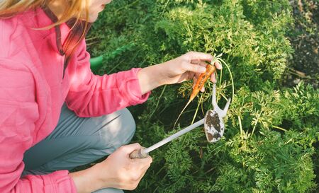 Woman picking up organic carrot for local market in eco village - Focus on vegetables - Nature, farming, homegrown, and harvest conceptの写真素材