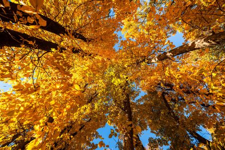 Golden Yellow Autumn Trees from below against the blue skyの写真素材