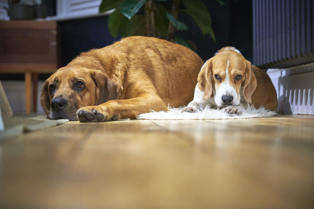 dogs sleeping on wood floorの写真素材