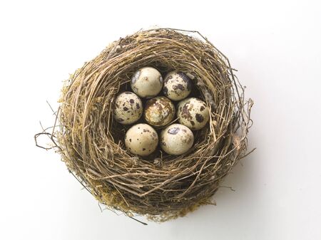 Birds nest with eggs on white background