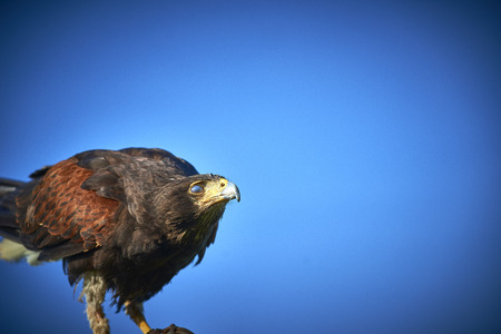 Harris Hawk perched against blue skyの写真素材
