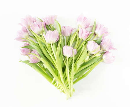 Spring flowers on white background. Pink tulips.の写真素材