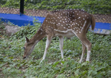 Deerの写真素材
