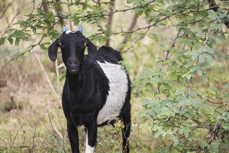 Indian Goatの写真素材