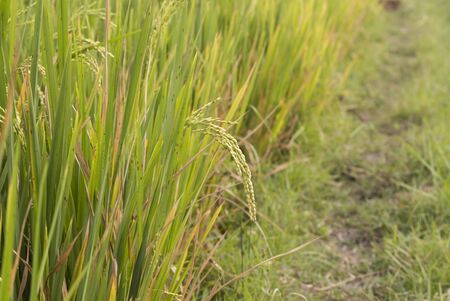 Paddy field in Indiaの写真素材