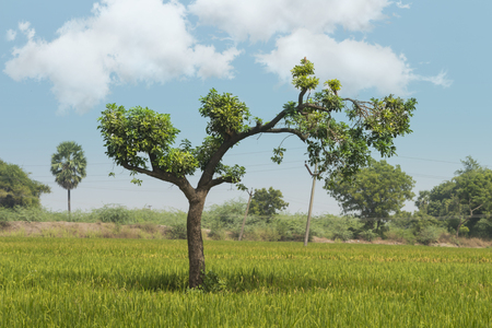 Tree in a farm landの写真素材