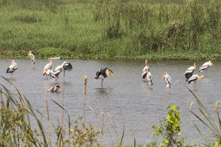 Flock of Painted storksの写真素材