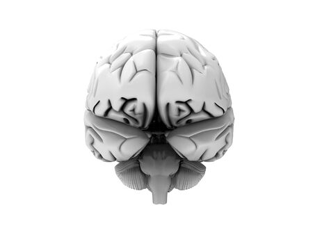 3D Render image of human brain - front view in white color