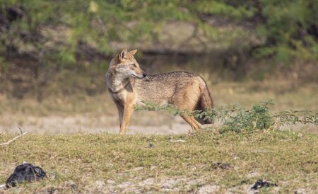Golden jackal straying in a forest