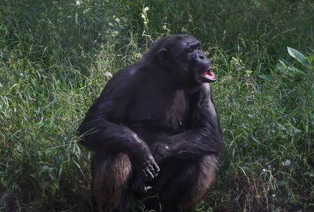 Chimpanzee sitting in a forestの写真素材