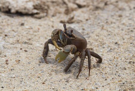 Crab standing still on sea shoreの写真素材