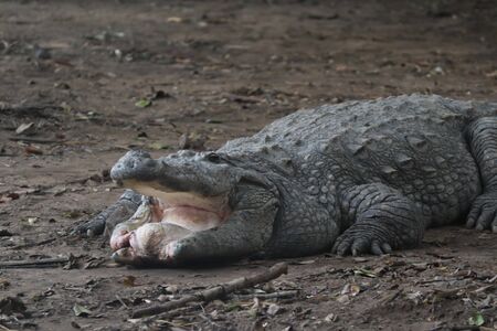 Injured Crocodile taking rest with damaged mouth in a fight with another crocodileの写真素材