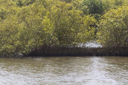 Mangrove trees in South Indiaの写真素材