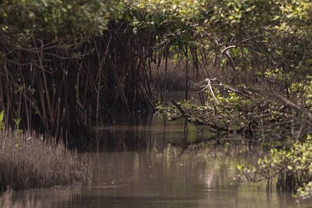 Mangrove trees in South Indiaの写真素材