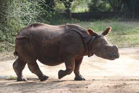 Indian Rhinoceros walking in a mid dayの写真素材