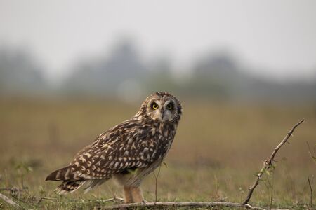 Short-eared owl Closeup shot spotted in India sitting on the groundの写真素材