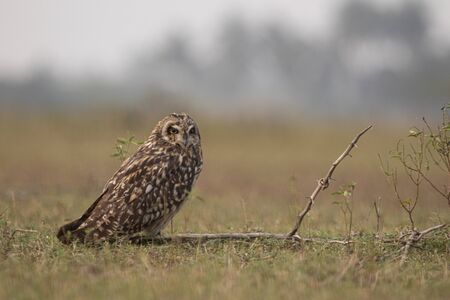 Short-eared owl sitting on a groundの写真素材