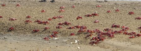 Group of Red ghost crabs running on a islandの写真素材