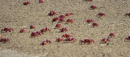Red ghost crabs running on a islandの写真素材