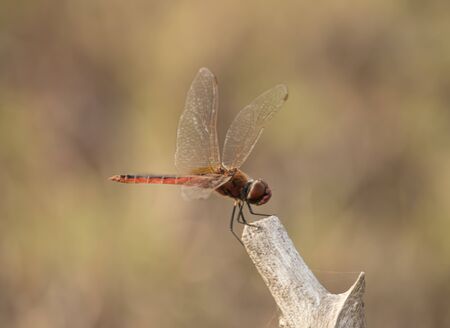 Red-veined darter sitting on a wooden log - dragonflyの写真素材