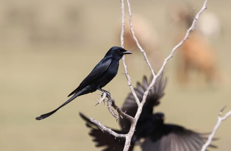Black drongo sitting on a branch - little black birdの写真素材