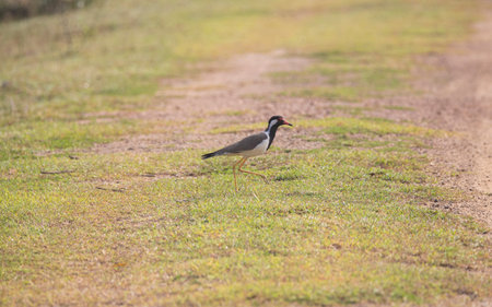 Red wattled lapwing on an openfieldの写真素材