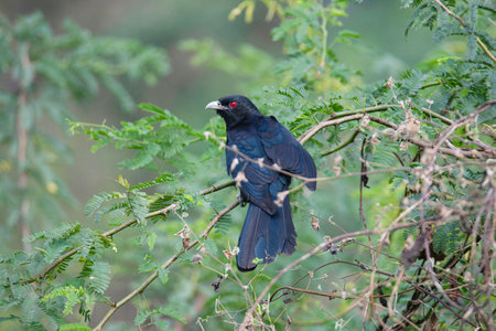 Asian koel perching on a bushの素材 [FY310163089660]