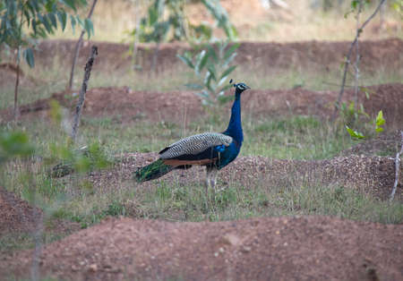 Peacock wandering wild in an open-fieldの写真素材