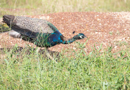 Peacock wandering wild in an open-fieldの写真素材