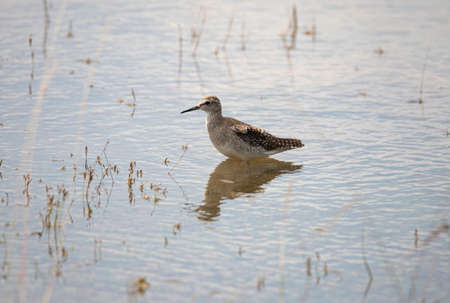 Solitary sandpiper standing in a lakeの写真素材