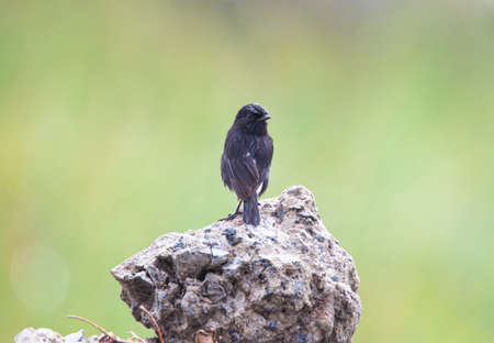 Pied bush chat sitting on a stone in the rainの写真素材