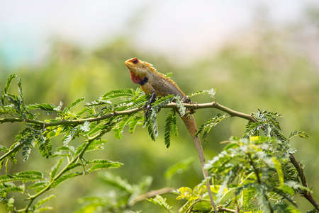 Oriental garden lizard in a tree branchの写真素材