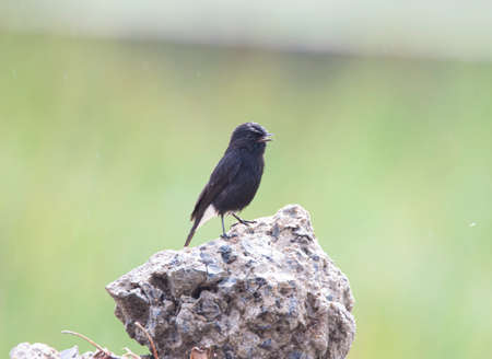 Pied bush chat sitting on a stone in the rainの写真素材