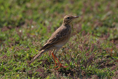 Paddyfield Pipit standing in an open fieldの写真素材
