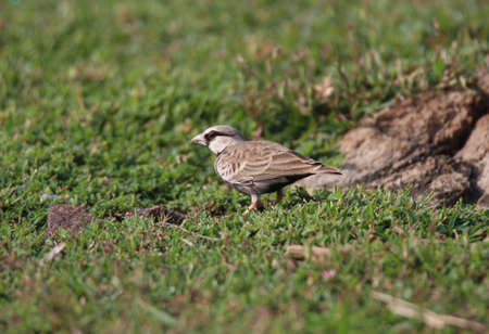 Ashy-crowned sparrow-lark male standing on an open fieldの写真素材