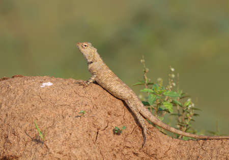 Common garden lizard closeup shotの写真素材