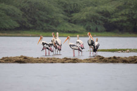 Flock of Painted storks in a lakeの写真素材