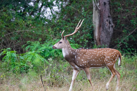 spotted deer in the national parkの写真素材