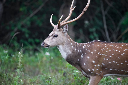 Fallow deer in the forest, Chiang Mai, Thailand.の写真素材