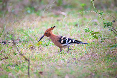 Common Hoopoe bird feeding on a groundの写真素材
