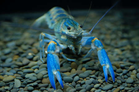 Blue lobsterの素材