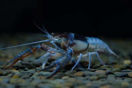 Blue clear crayfishの素材
