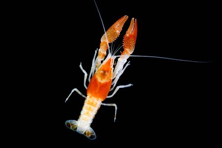 Crayfish Procambarus Clarkii on black backgroundの写真素材