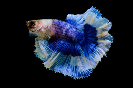 Betta fish in black backgroundの写真素材